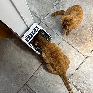 Ginger kittens eating from MiBowl, one cat wants to steal the other cat's food!